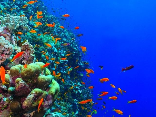 Beautiful orange, red and purple tropical fish in a healthy colorful underwater coral reef in piece about brand experience ecosystem building. 