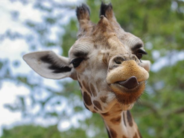 giraffe sticking tongue out