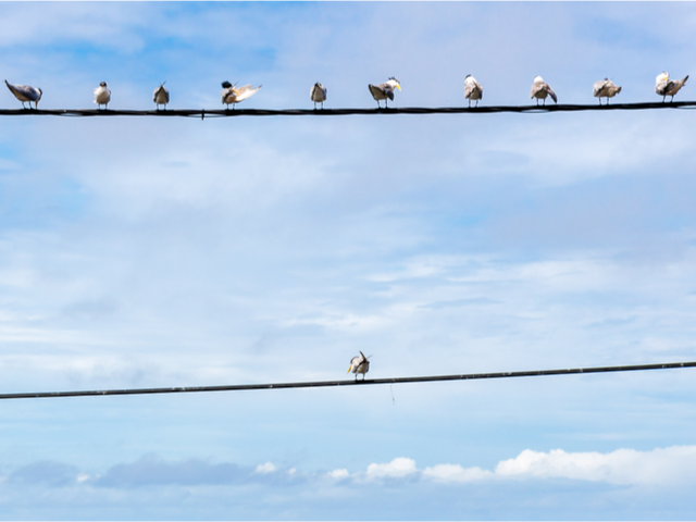 A group of pigeon birds on a wire with one individual in the opposition - individualization personalization concept