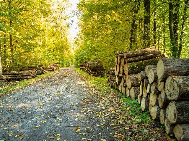  Cut tree trunks by a road in an autumn forest. 