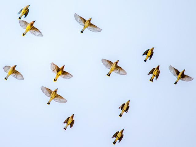 birds in flight