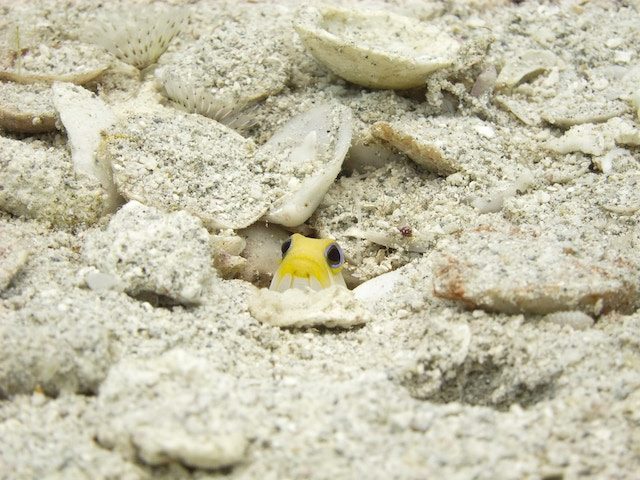 fish peeking out from hiding spot in sand
