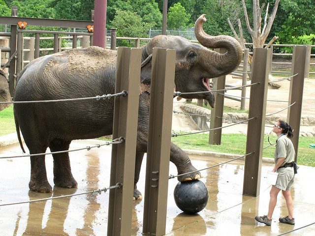 elephant at a zoo with a soccer ball
