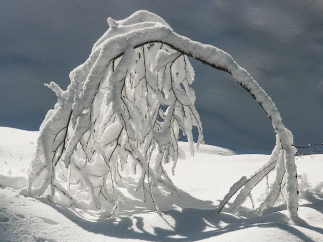 pliant tree in ice