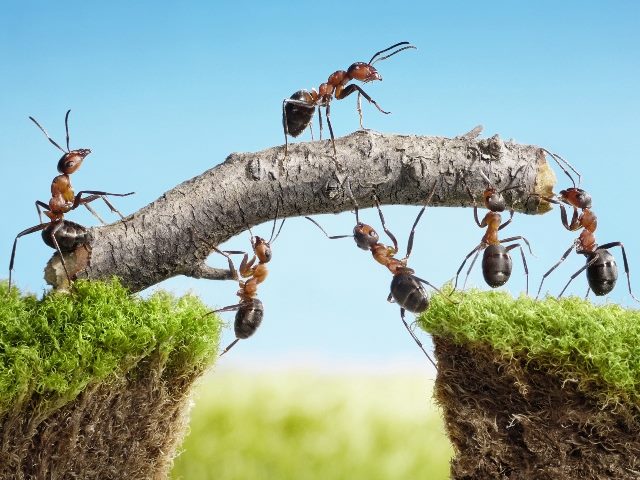 Team of ants constructing a bridge with a branch, demonstrating what customer empowerment can do for your brand.