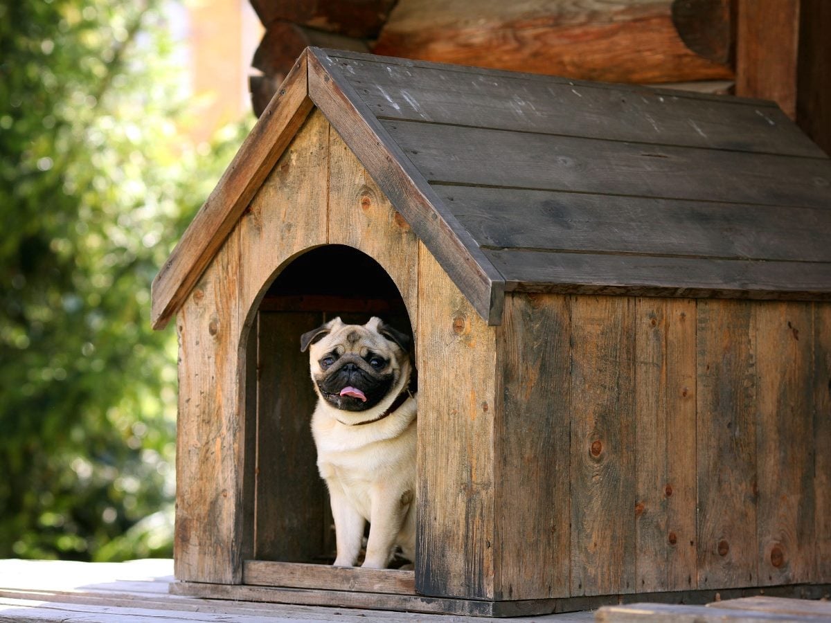 Pug dog in a dog house. 
