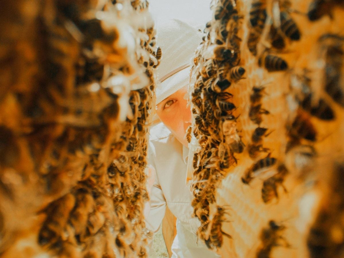 A beekeeper in a white protective suit peers between two densely populated honeycomb frames covered with honeybees. The image is shot from inside the hive, creating a narrow, immersive view framed by bees and wax comb, with warm golden tones and shallow depth of field.