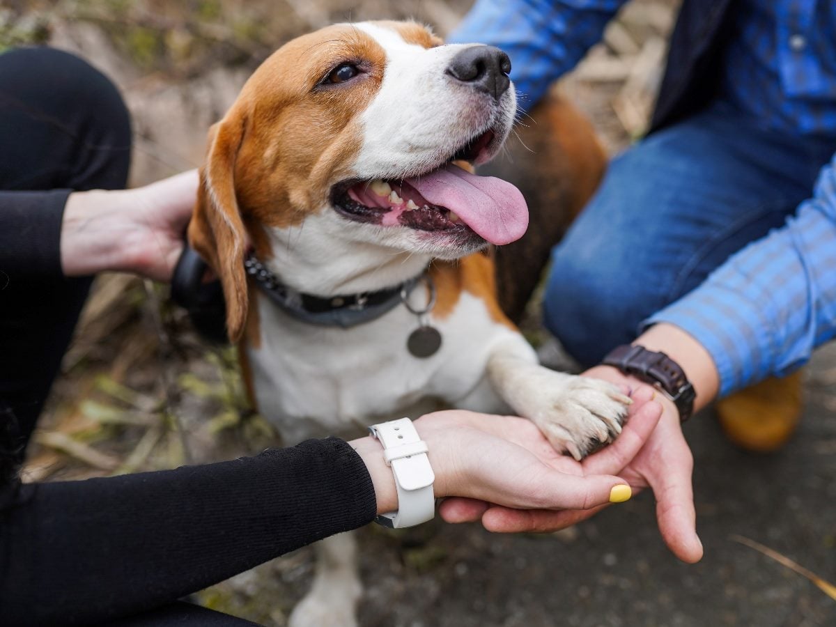 A dog places its paw in a person’s hand while being gently held by others, symbolizing trust and connection.