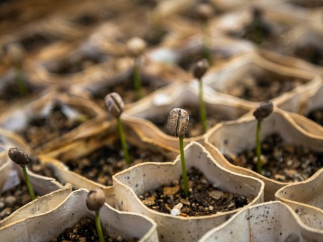 plant seedlings
