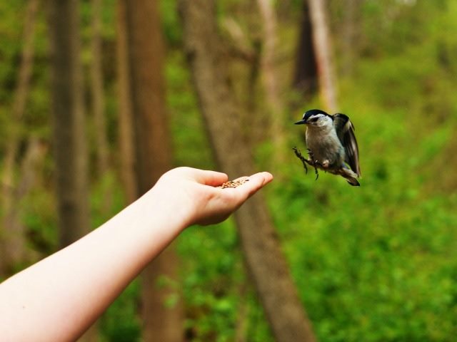 bird landing in person's hand