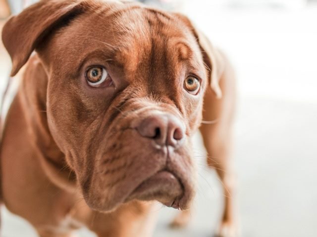 sad dog