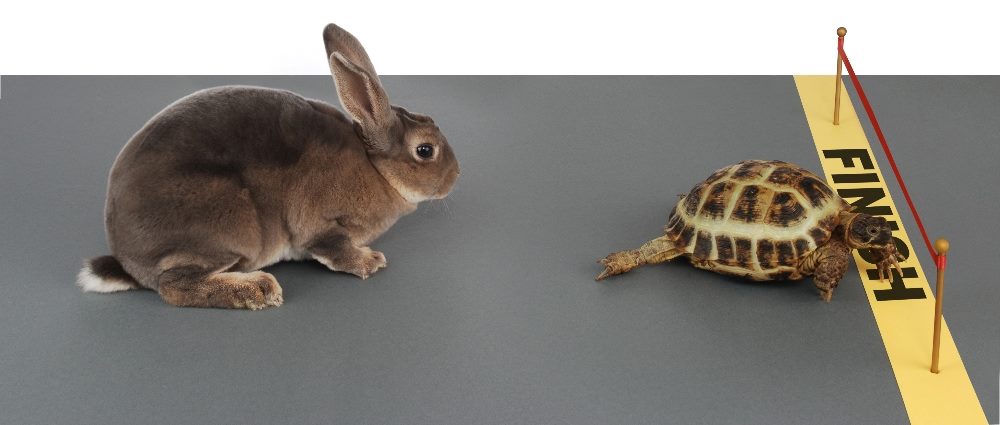 A tortoise and hair move toward a yellow "finish" line with the tortoise ahead and winning in piece about martech solutions.