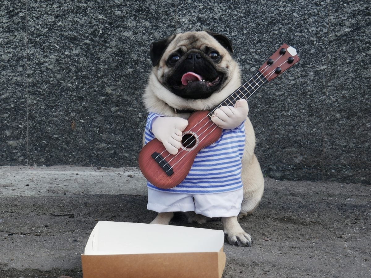 Small pug dog dressed in a striped shirt and white shorts sits on a sidewalk holding a ukulele with a donation box in front. The dog appears posed like a street musician, with its tongue out and a dark stone wall in the background.