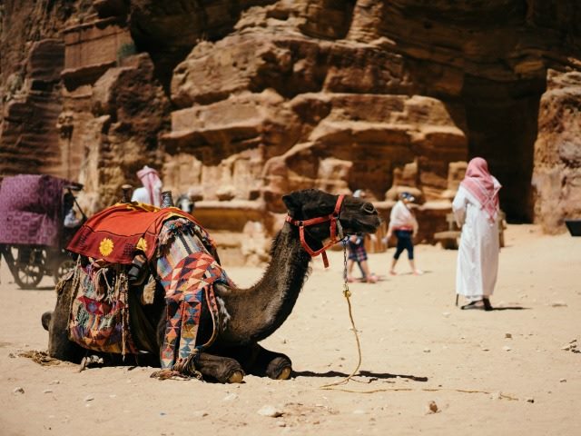 camel in Egypt