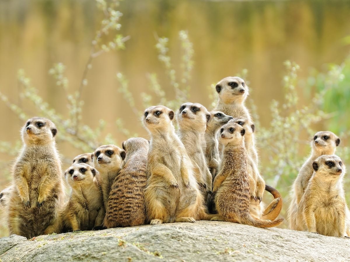 A group of meerkats standing closely together on a rock, alert and looking in different directions.