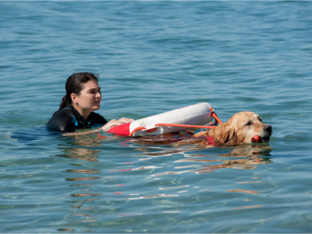 Lifeguard dog and instructor at the beach, during training