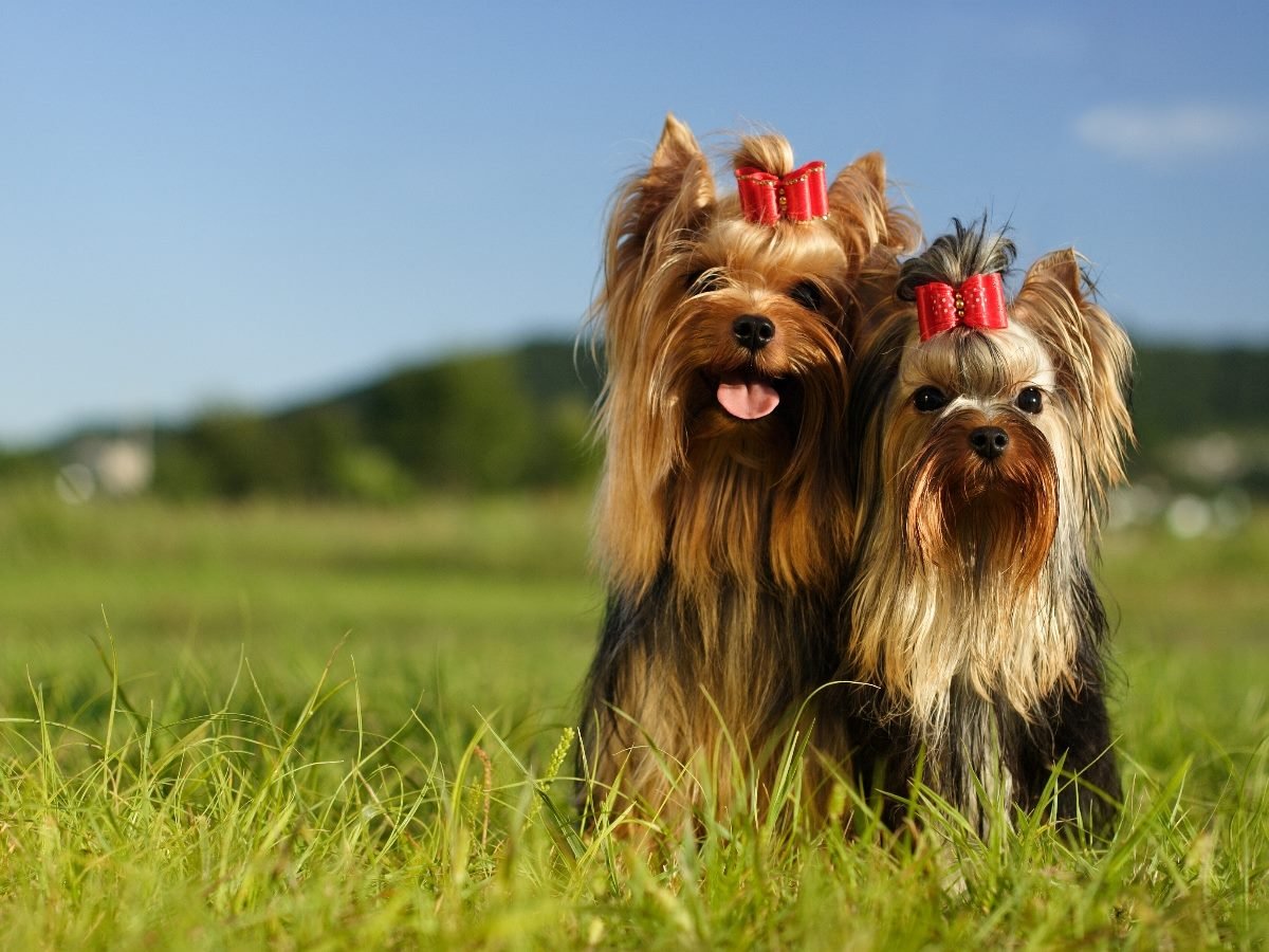 Two small Yorkshire Terrier dogs with long silky fur stand in a grassy field on a sunny day, each wearing a bright red bow on their head; one dog is panting happily while the other looks directly at the camera.