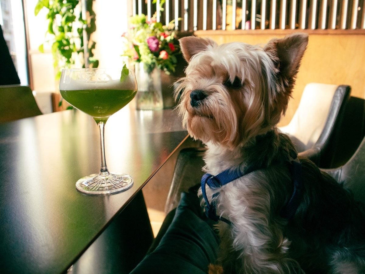Small dog sitting at a bar table beside a green cocktail in a stemmed glass, wearing a harness and looking off to the side in a warmly lit indoor setting with plants in the background.