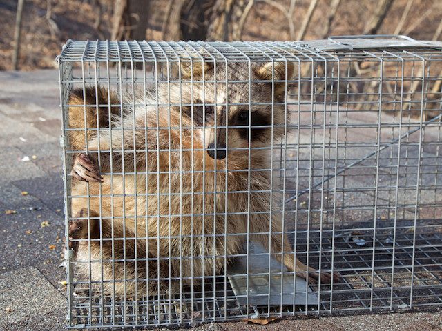 raccoon caught in a no kill trap