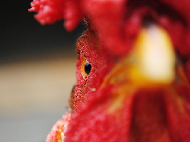 close up of rooster's eye