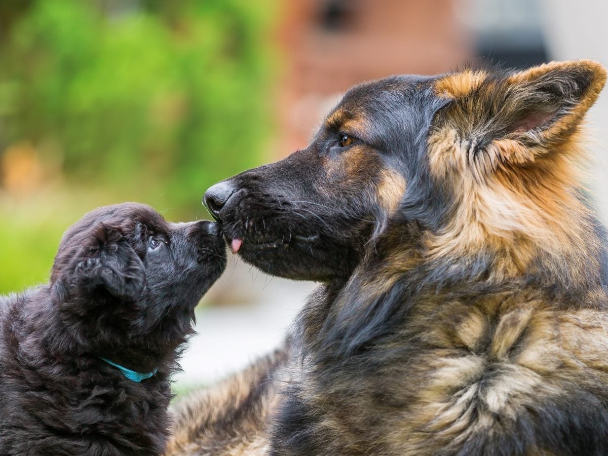 A black and tan German Shepherd adult dog and a smaller dark, curly-coated puppy wearing a teal collar face each other in close profile, noses touching, with the puppy's tongue reaching up toward the adult's snout in an affectionate gesture. Both animals are shot at eye level with a shallow depth of field, keeping their heads sharply in focus while the background dissolves into soft blurred greens from foliage and warm terracotta and cream tones from what appears to be a house exterior. The adult's fur shows rich rust-and-black shading with a fluffy mane around the neck and a large upright ear catching the light, while the puppy's coat is a uniform dark brown-black with a looser, wavy texture. The two are positioned close together, slightly left of center in the frame, conveying a tender, nurturing interaction between an older and younger dog.