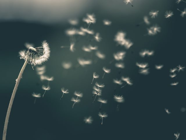 dandelion fluff flying - make a wish