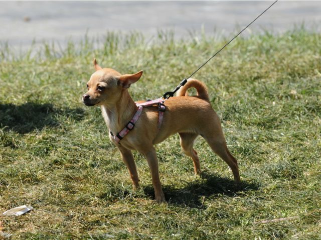 Chihuahua on a leash