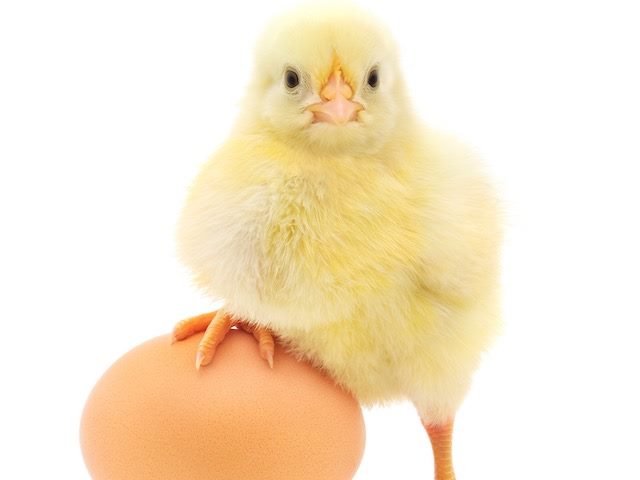 baby chick standing on an egg