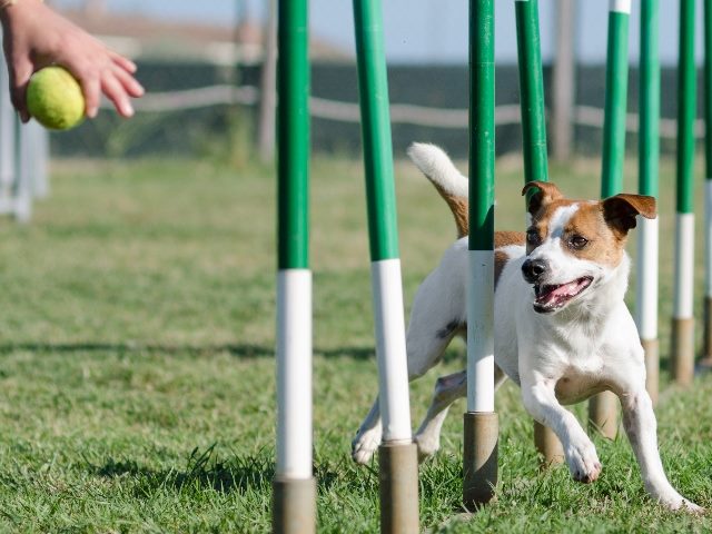 Slalom agility exercise for Jack Russell dog with a human hand in the upper lefthand corner holding a tennis ball, demonstrating agile website development.