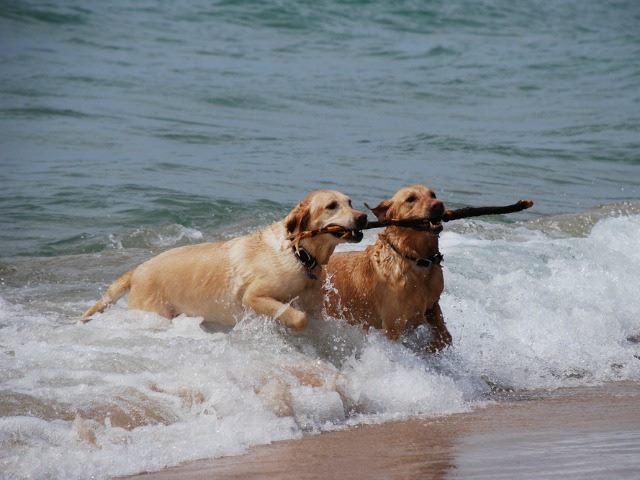 two dogs playing
