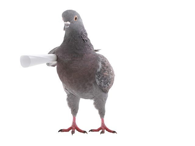 goofy image of pigeon carrying message under wing