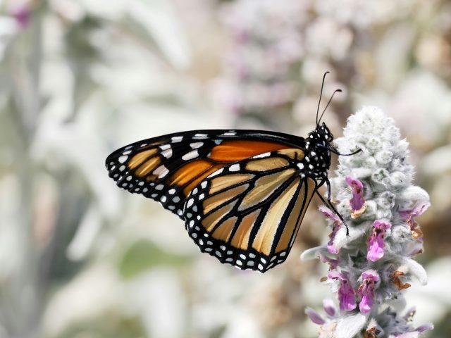 A monarch butterfly perches on a delicate flower with purple and green blossoms in piece about transforming customer support with analytics