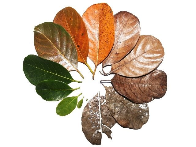 Jackfruit leaves displayed in a circle from a small green leaf to mature leaves and then to brown dried crumbling leaves, suggesting the life cycle of data product management. 