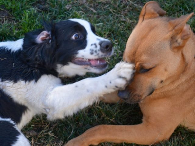 Birst Tableau The BI World May Not Be Dog Eat Dog