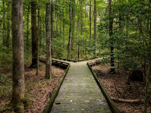 A wooden boardwalk in dense forest that splits to the left and right.
