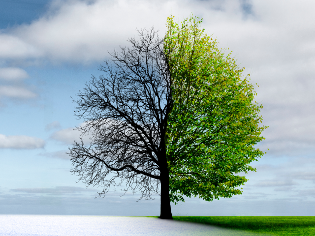 A tree with the left half bare and the right half full and lush - transformation concept