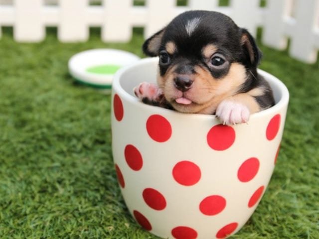 Puppy in a cup