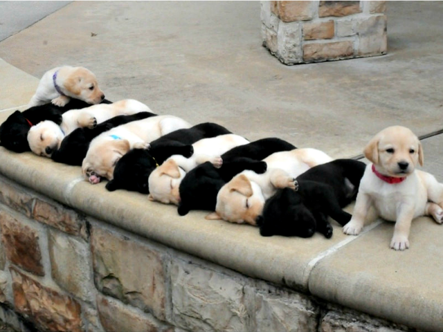 11 Laborador pups