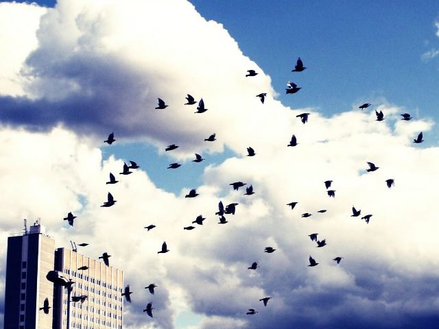 birds in flight/migration