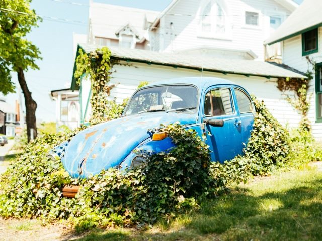 old Volkswagen bug covered in vines