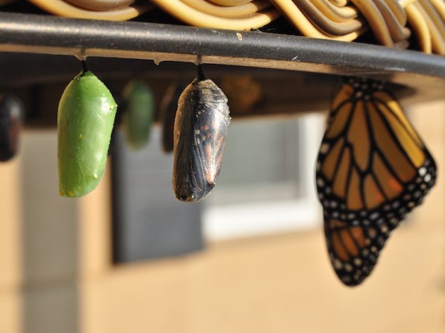 chrysalis in three stages