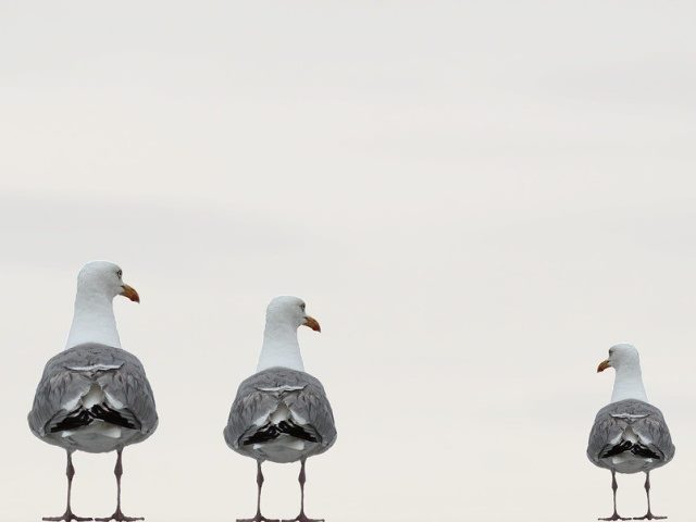 three sea gulls in a line from largest to smallest