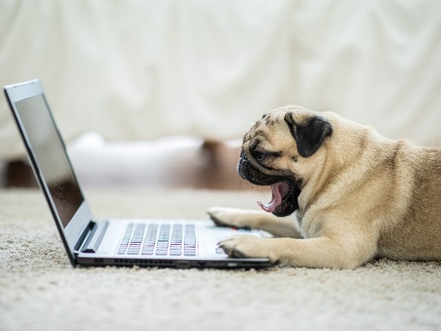 Cute dog pug breed lying and yawning on ground looking on computer laptop screen. 