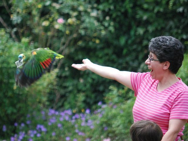 bird taking flight in aviary