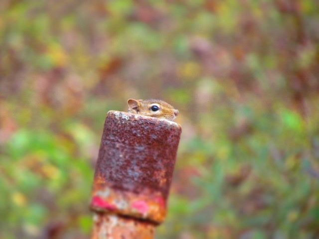 squirrel head emerging from a copper pipe