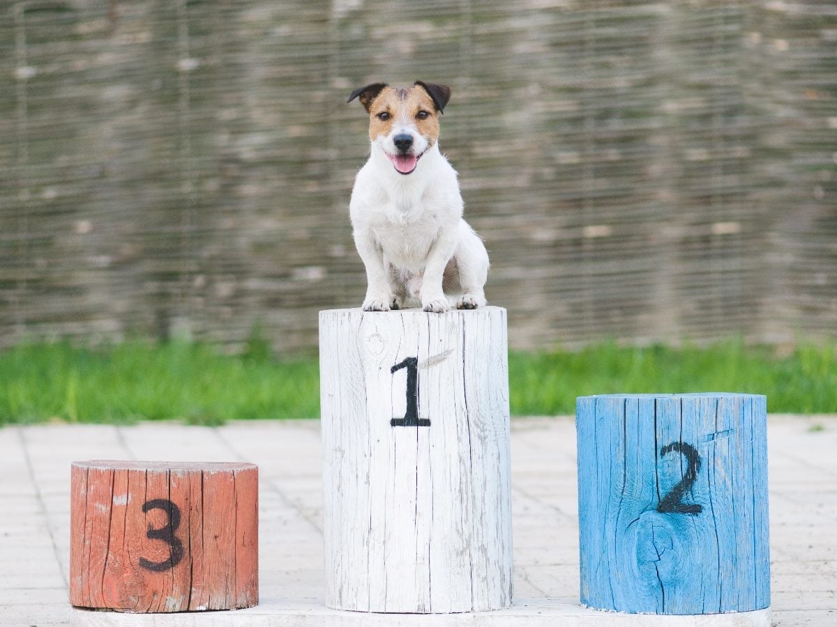 Small dog sitting on a first-place podium block marked “1,” positioned between second- and third-place wooden podiums outdoors, symbolizing winning or top performance.