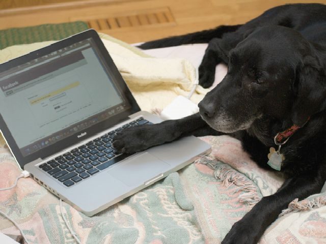 dog on Facebook