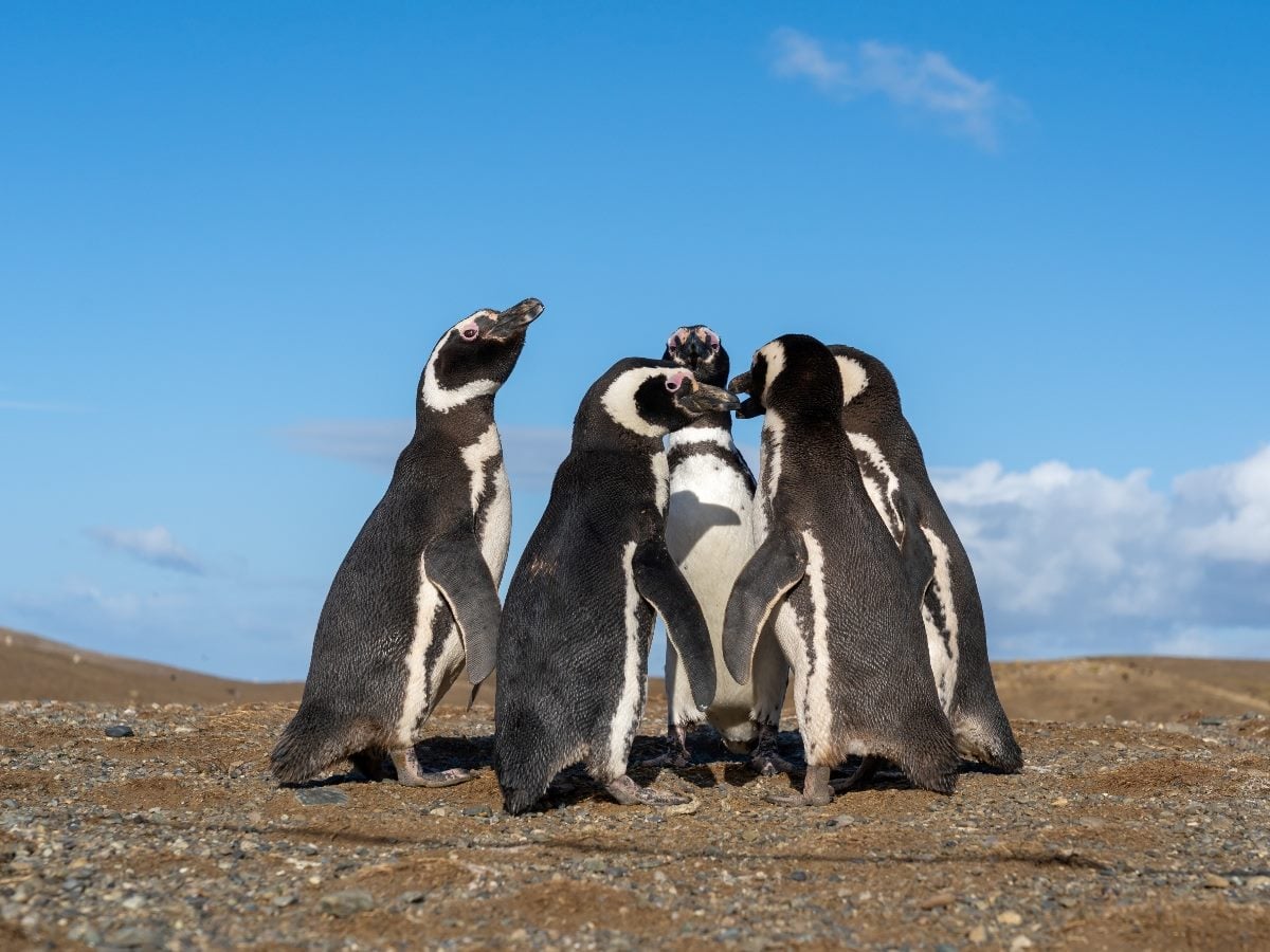 Five penguins stand closely together on rocky ground under a clear blue sky, appearing to interact as a group, facing inward like a huddle or meeting.