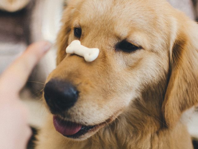 dog with biscuit on his nose