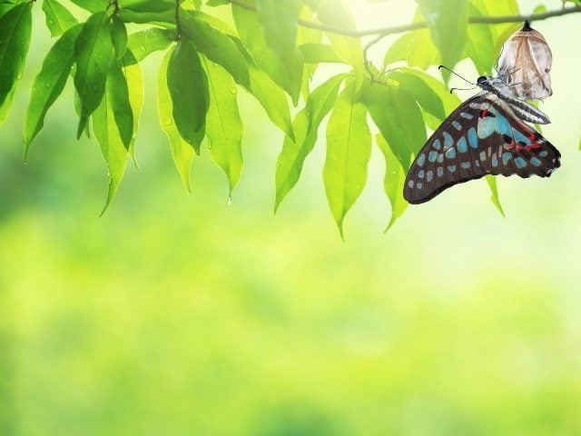 A beautiful blue and black butterfly emerges from its chrysalis, representing data analytics and digital transformation. 